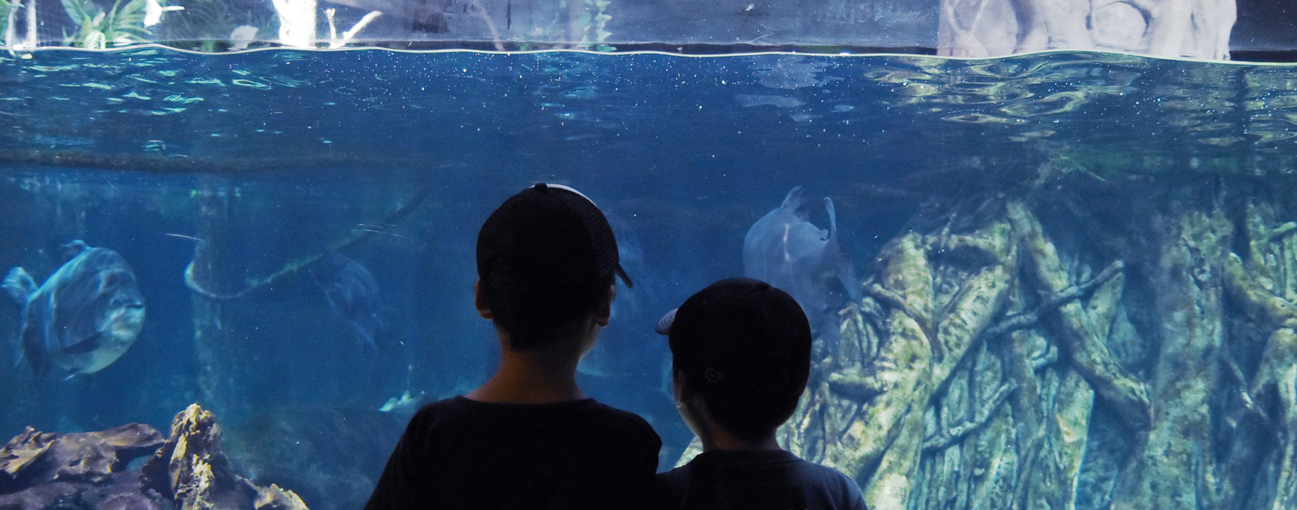 楽しみながら学べる、世界最大級の淡水魚水族館。